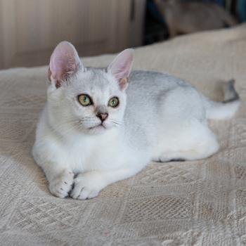 Котята бурманской кошки